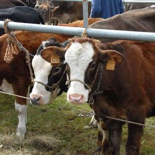 L'allarme di Coldiretti Piemonte: &quot;Con il caro energia gli effetti arriveranno a valanga sui campi&quot;