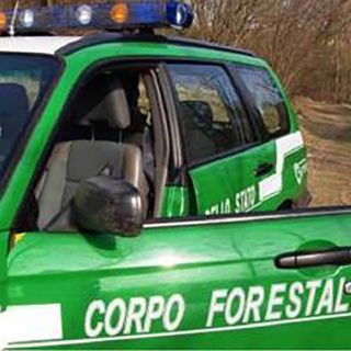 Daini e cervi per uso alimentare: i forestali sanzionano 21 allevamenti nel novarese