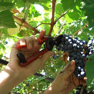 La Provincia di Novara apre il progetto “Vendemmia turistica e didattica”