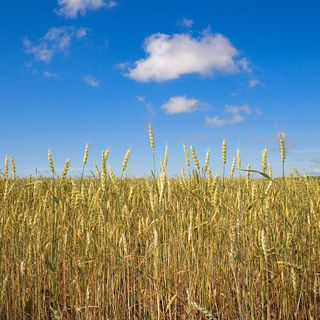 Coldiretti: &quot;25 milioni di tonnellate di cereali bloccati da invasione russa”