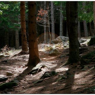 Sos Coldiretti sulla siccità boschiva: &quot;A rischio l'intero ecosistema forestale&quot;