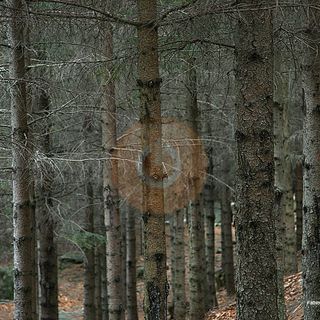 Foreste del futuro, in Piemonte nasce la “banca del Dna”: selezionati i semi più resistenti
