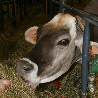 Domenica 1 ottobre torna la fiera zotecnica di Armeno