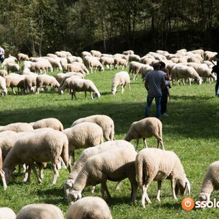 Piemonte, approvata la legge su alpeggi e transumanza