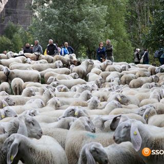 Coldiretti Piemonte: transumanza e gastronomia salvano montagna