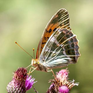 Nasce l'Atlante delle farfalle del Parco del Ticino