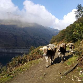 Confagricoltura e Coldiretti chiedono un piano per sostenere gli allevamenti bovini