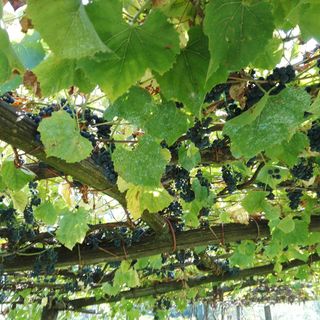 Vendemmia, la soddisfazione di Coldiretti Piemonte: &quot;Garantita la qualità nonostante il clima pazzo&quot;