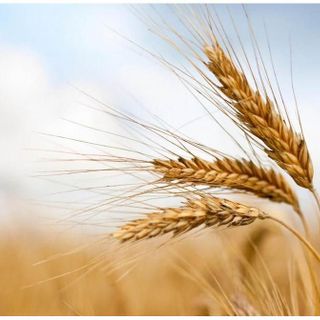 Produzione cerealicola, Coldiretti Piemonte: "Prospettive di buona qualità e di incremento delle superfici"