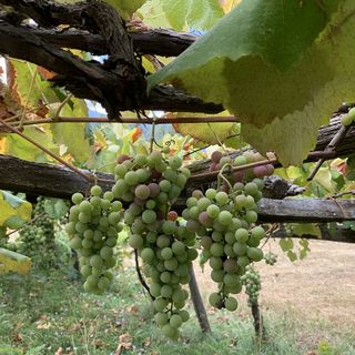Operativo il tavolo tecnico regionale per l’emergenza flavescenza dorata della vite