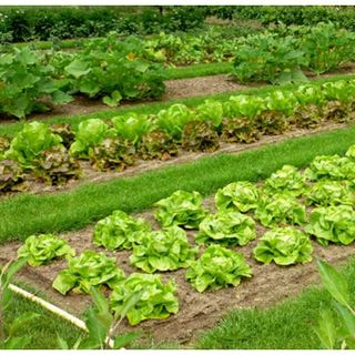 Orti familiari: tornano per 4 italiani su 10 e combattono lo stress da pandemia