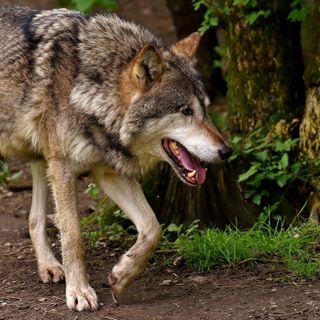 Danni per attacchi lupi, apre il bando a sostegno degli allevatori