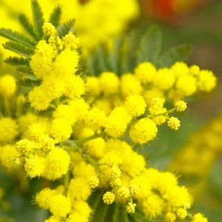 Trecate celebra l’8 marzo: eventi, cultura e solidarietà per la Giornata della donna