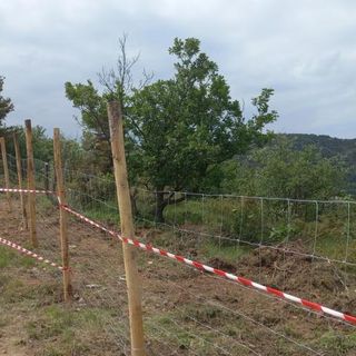 Peste suina, il Piemonte si arma contro i cinghiali: “170 chilometri di reti e 50.000 abbattimenti”