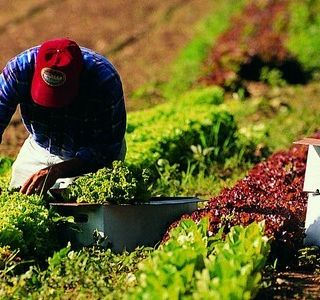Coldiretti Piemonte: la multifunzionalità agricola strumento di resilienza per i giovani