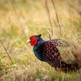 Fauna selvatica, il Piemonte aggiorna le regole: via libera in Commissione alle nuove Zrc