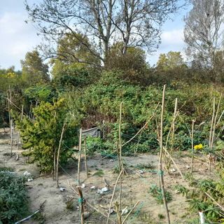 In strada Aeroporto rinvenuti dalla Polizia locale 5 chili di marijuana