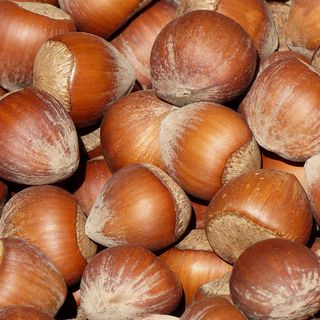 Nocciole, l'allarme di Confagricoltura Piemonte: &quot;Negli ultimi tre anni perso il 50% del raccolto&quot;
