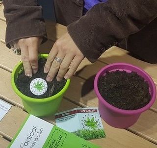 Dolore cronico e nausea da chemio, in Piemonte cresce l'uso di cannabis terapeutica
