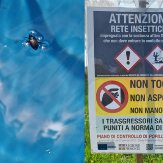 Popillia japonica, vertice in Regione per valutare le  strategie di lotta al coleottero nemico delle colture