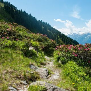 Terrazzamenti alpini, boom di richieste al bando FOSMIT: 75 domande per oltre 5,5 milioni di euro (foto di repertorio)