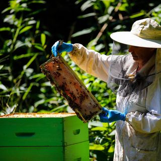 Allarme caldo anomalo: in Piemonte in pericolo la produzione di frutta