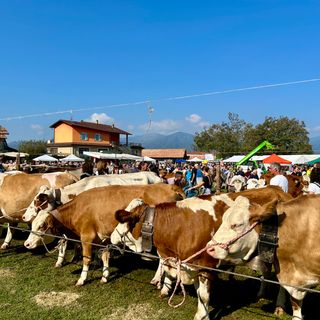 La &quot;blue tongue&quot; non ferma la Fiera Zootecnica di Armeno