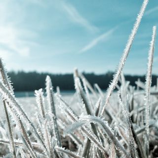 Agricoltura, la Regione chiede finanziamenti al ministero a compensazione dei danni causati dal gelo