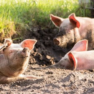 Regione, prorogato bando regionale per la biosicurezza negli allevamenti suini
