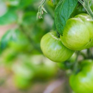 Misure agro climatico ambientali e agricoltura biologica, dalla Regione altri 2,5 milioni