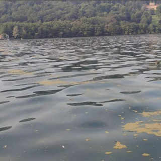 Le alghe gialle nel Lago d'Orta non sono pericolose per la salute dei bagnanti