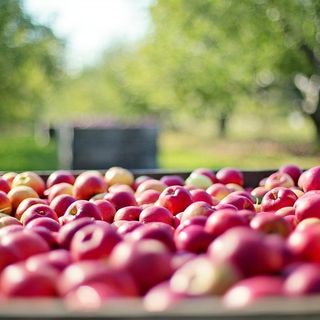 Agricoltura, dalla Regione 1,8 milioni di euro in più per la conversione al biologico
