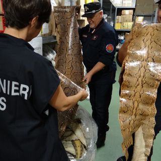 “Difesa delle Specie, Tutela della Cultura”, il calendario CITES dell’Arma dei Carabinieri 2022