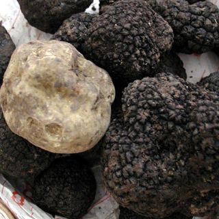 Unesco, il tartufo è patrimonio dell'umanità