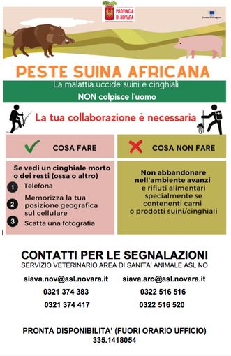 Gestione della peste suina africana: cosa fare e a chi rivolgersi