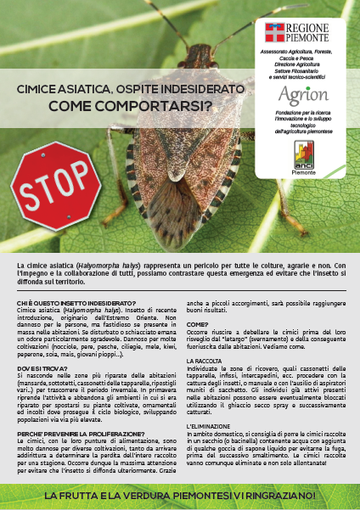 Cimice asiatica: come contrastarne la diffusione? Cimice asiatica: come contrastarne la diffusione?