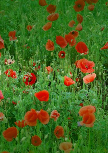 Concerto "Chitarre in crescendo" con il duo Martina Contati ed Emma Perin all'Antica Casa Balsari Casa Balsari Concerto "Chitarre in crescendo" con il duo Martina Contati ed Emma Perin all'Antica Casa Balsari Casa Balsari
