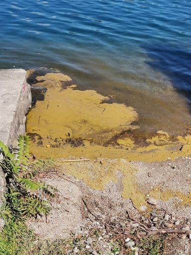Esempio di fioriture algali sul lago d'Orta