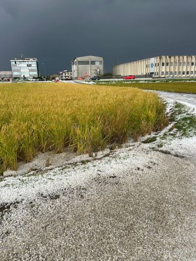 Novarese, grandinata devastante: risaie distrutte Novarese, grandinata devastante: risaie distrutte