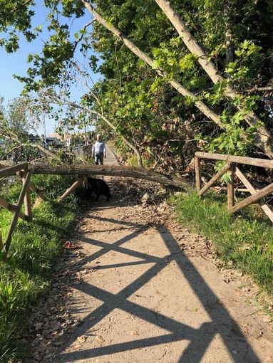 Regione (Lega): “Odg per curare il verde pubblico e garantire così la sicurezza delle strade”