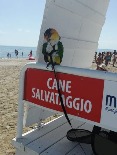 Viaggiare con gli animali: consigli e indicazioni per spostarsi con i nostri amici a quattro zampe.