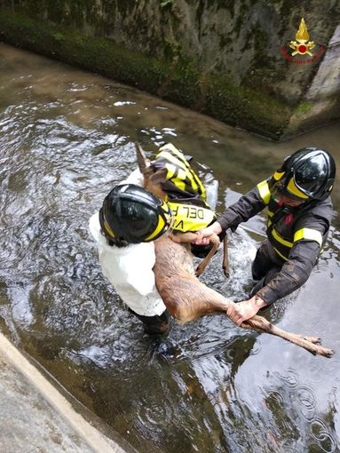 Notizie dal Piemonte. Cucciolo di capriolo ferito ma salvato dall'intervento dai volontari dei vigili del fuoco FOTOGALLERY Notizie dal Piemonte. Cucciolo di capriolo ferito ma salvato dall'intervento dai volontari dei vigili del fuoco FOTOGALLERY