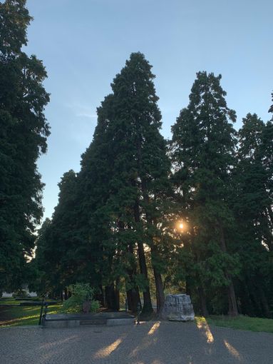 Pomeriggio con Novara Green per la tutela dell’ambiente urbano Pomeriggio con Novara Green per la tutela dell’ambiente urbano