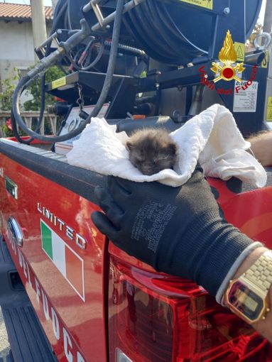 Gattino salvato dai Vigili del Fuoco di Arona