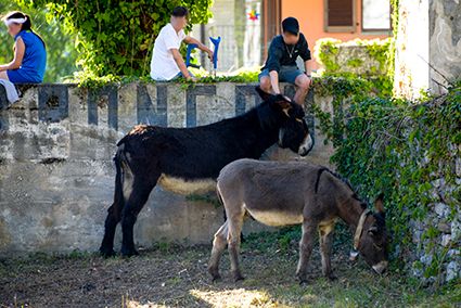 Annullato il Palio degli Asini di Cameri