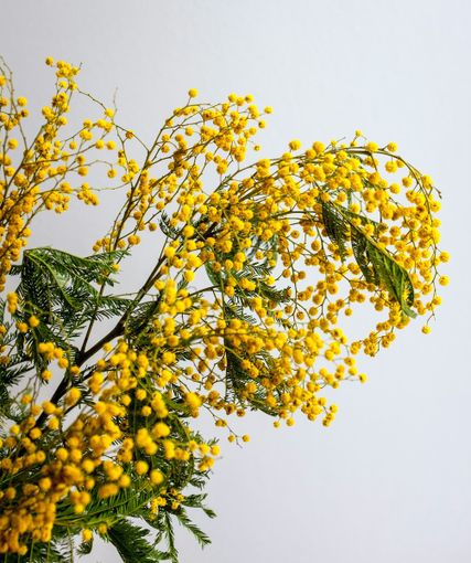 L'8 marzo: un tributo alle donne e alla loro lotta per la libertà L'8 marzo: un tributo alle donne e alla loro lotta per la libertà