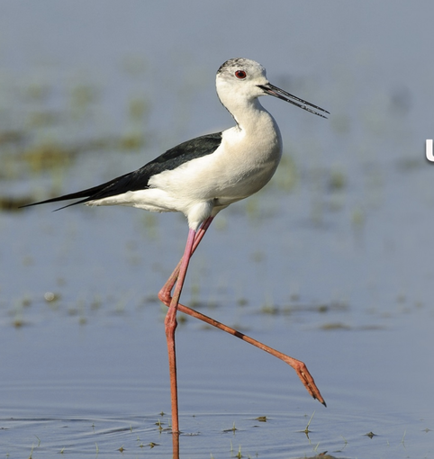 Museo Faraggiana: mostra fotografica di Roberto Sguazzini
