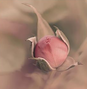 &quot;Fatti Fiore&quot;: la fotografia di Chiara Cerri in mostra a Palazzo Tornielli