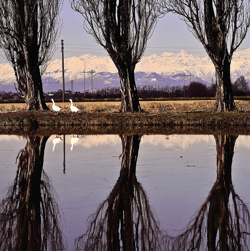 Il paesaggio del Novarese tra poesia e fotografia nel libro strenna dell'architetto Romina Emili Il paesaggio del Novarese tra poesia e fotografia nel libro strenna dell'architetto Romina Emili