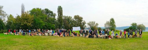 Arona: oltre 80 Golden Retriever in città per l'annuale passeggiata di gruppo